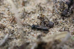 Image of Tachysphex nitidus (Spinola 1805)