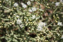 Image of Mesembryanthemum coriarium Burch. ex N. E. Br.