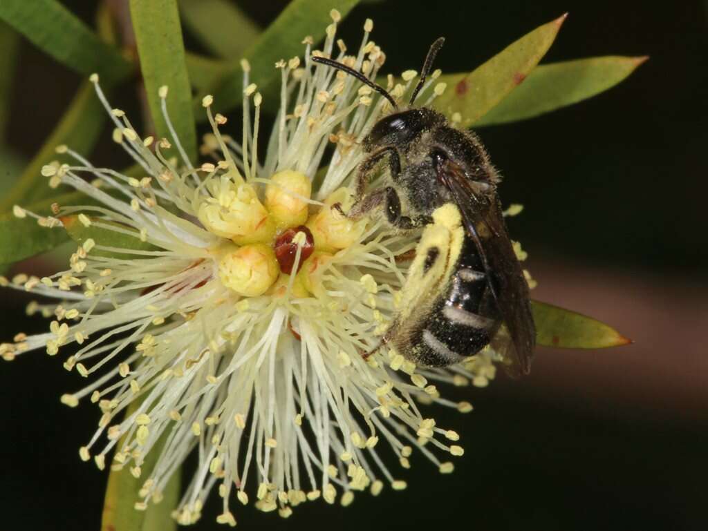 Lasioglossum calophyllae (Rayment 1935)的圖片