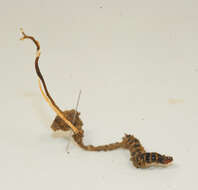 Image of Ophiocordyceps stylophora (Berk. & Broome) G. H. Sung, J. M. Sung, Hywel-Jones & Spatafora 2007