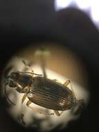 Image of Bembidion (Odontium) confusum Hayward 1897