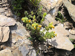 Imagem de Euphrasia nankotaizanensis Yamam.