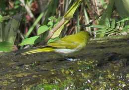 Image of Rufous-headed Tanager