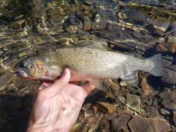 Image of Oncorhynchus clarkii lewisi (Girard 1856)