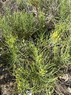 Image of dune ragwort