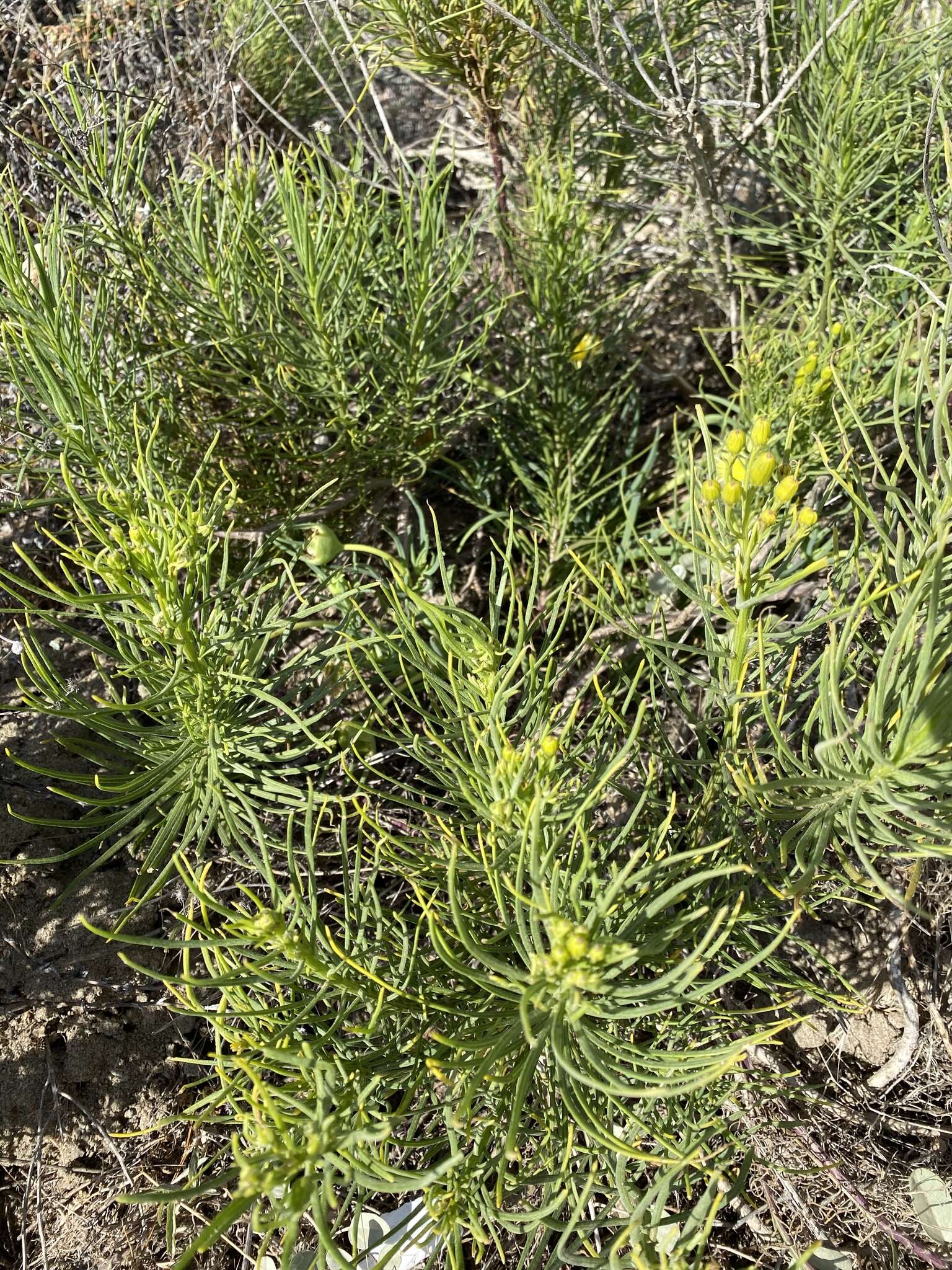 Image of dune ragwort