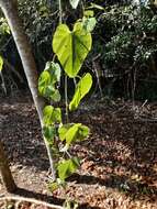 Image of Cissus fragilis E. Mey.