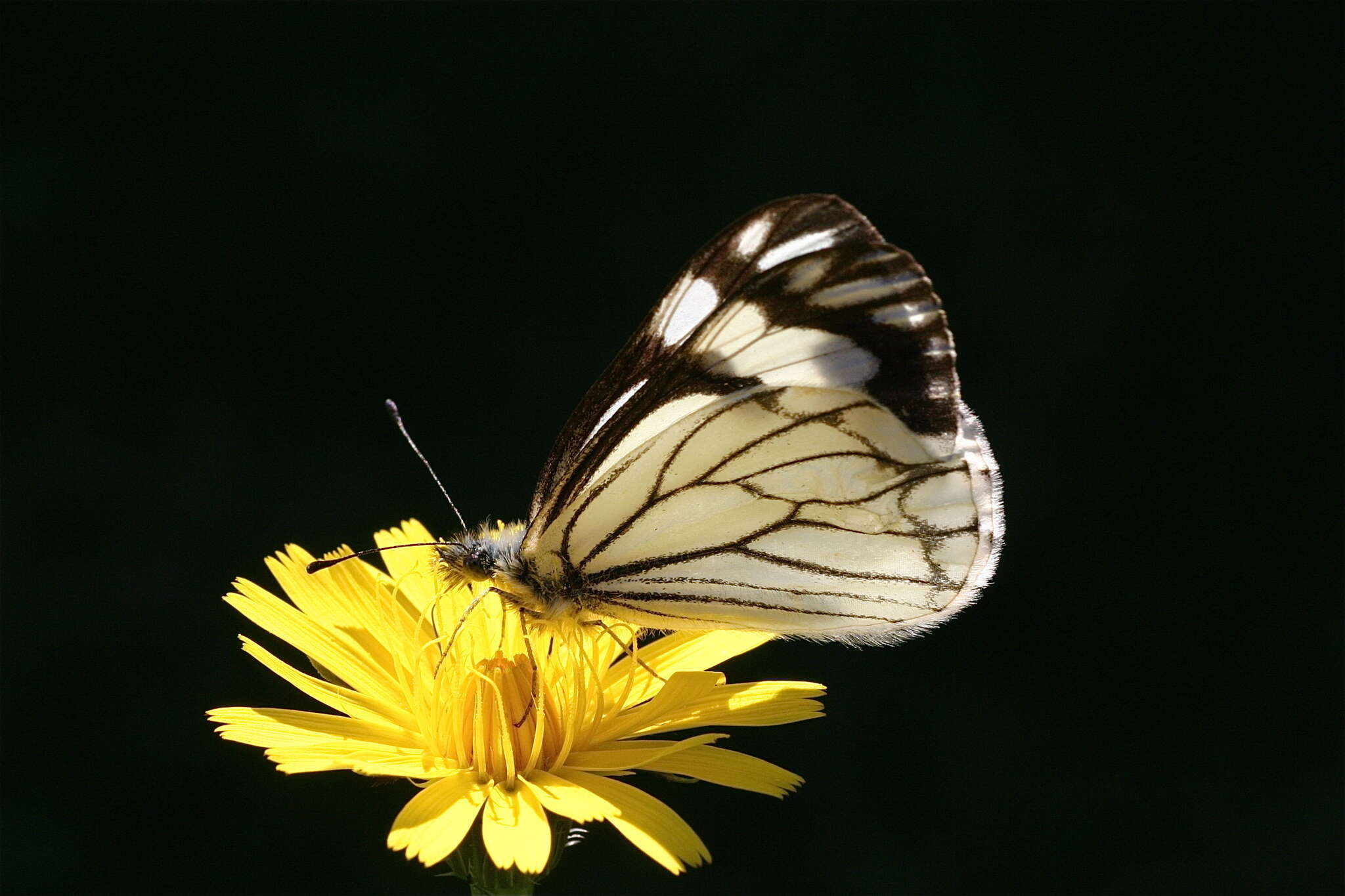 Image of Pine White