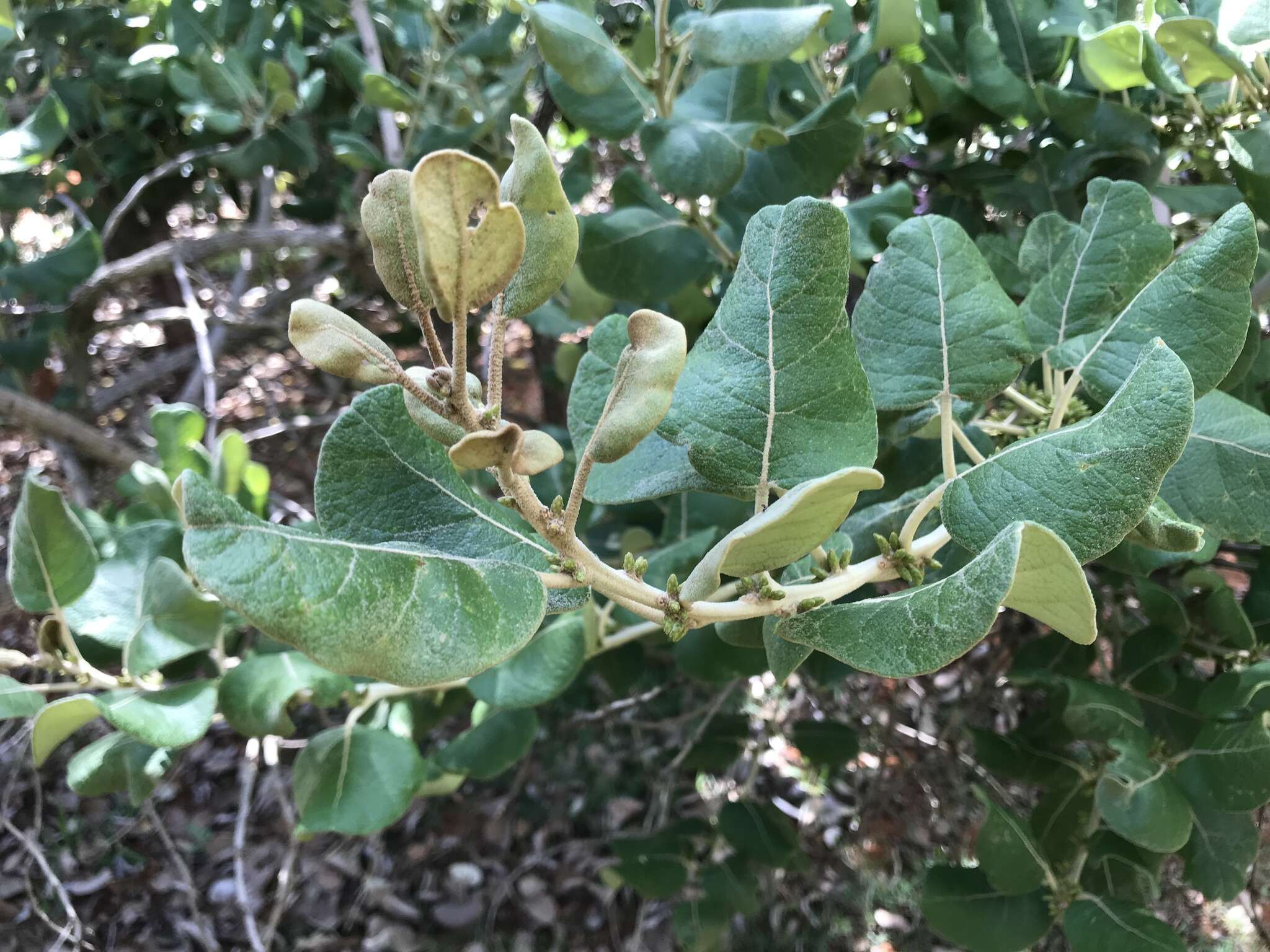 صورة Piptocarpha rotundifolia (Less.) Baker