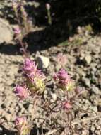 Image of cryptantha owl's-clover