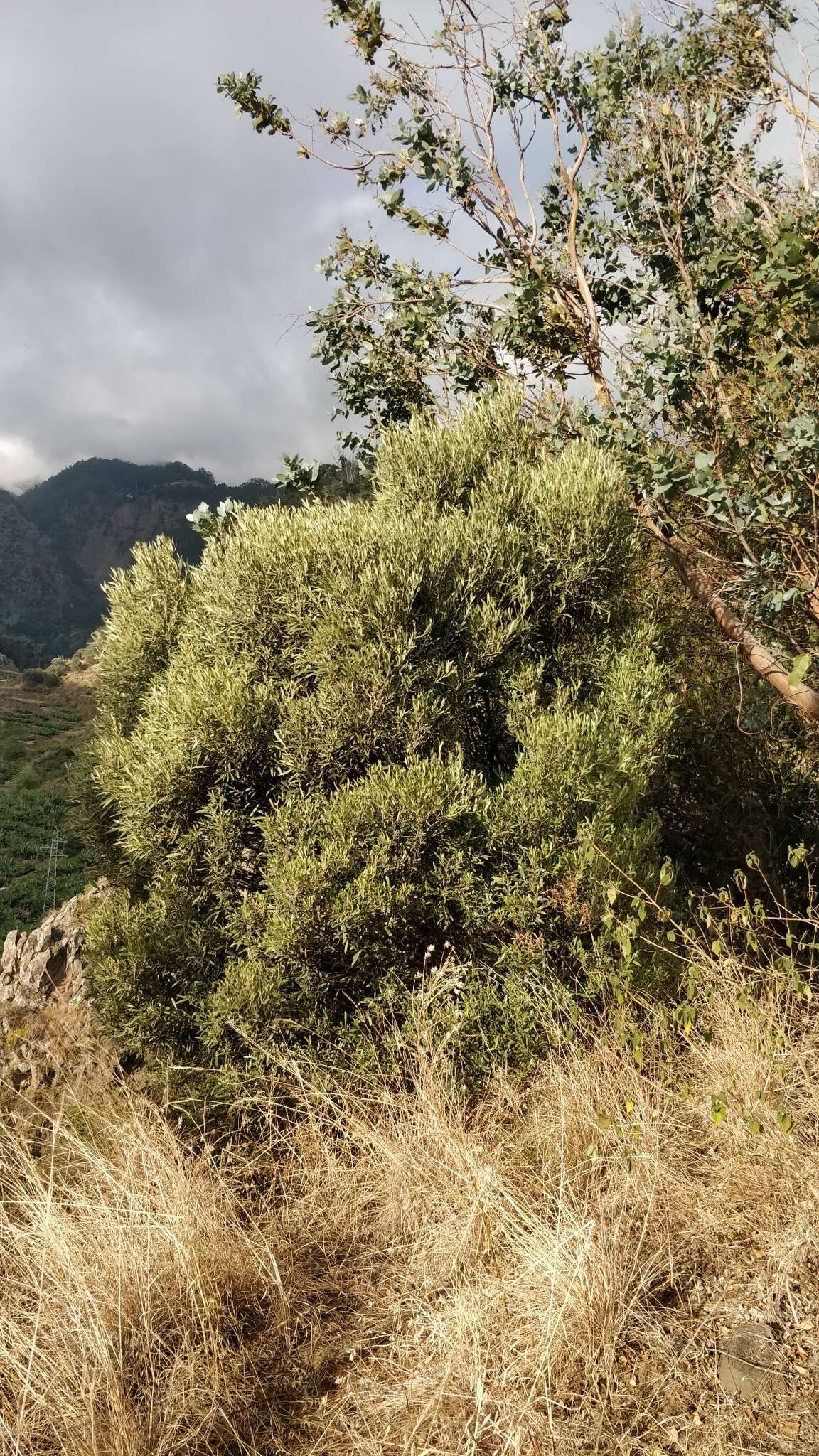 Image de Olea europaea subsp. cerasiformis G. Kunkel & Sunding