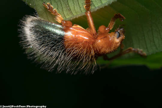 Goniopleura auricoma resmi