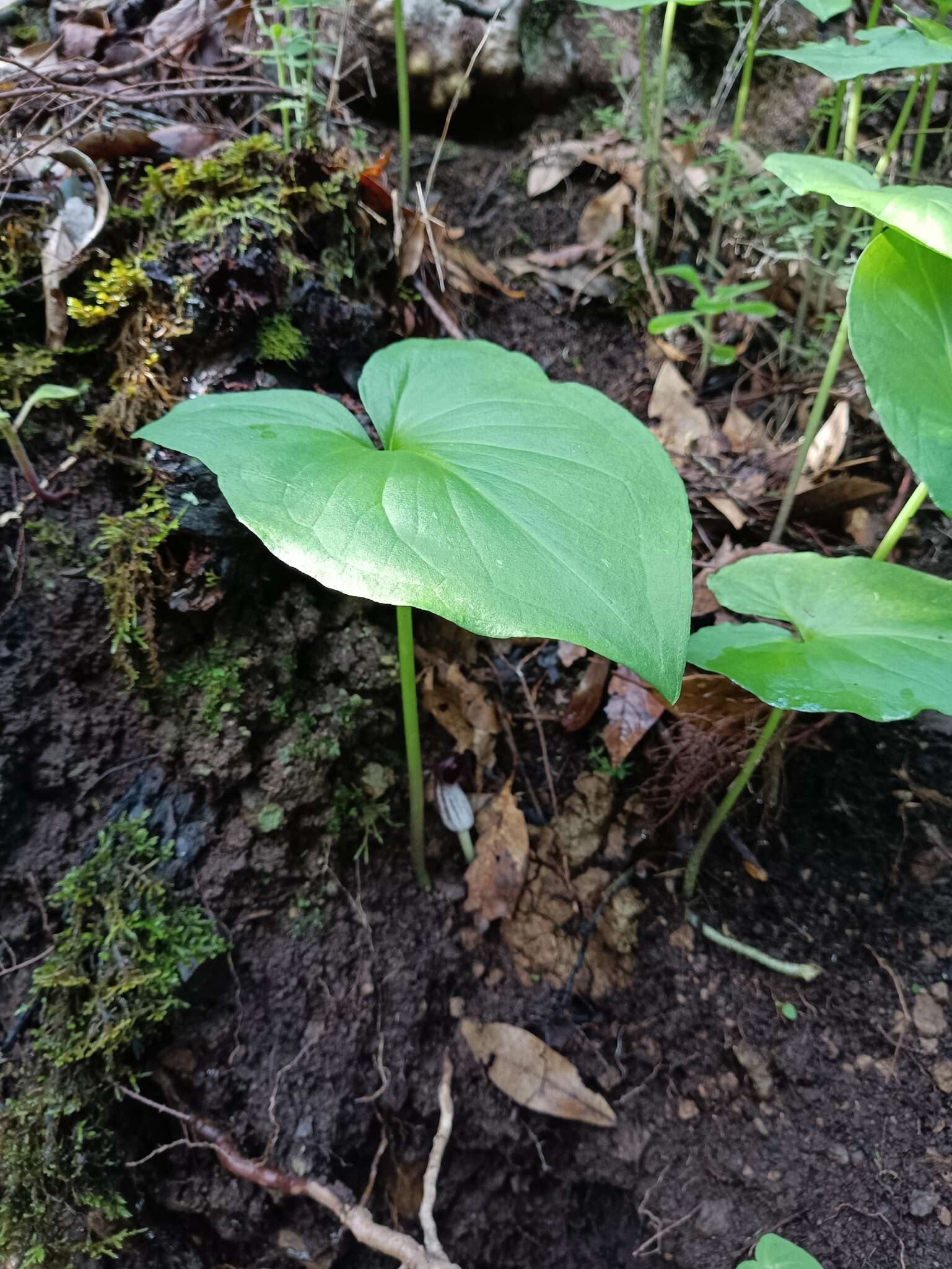 صورة Arisarum vulgare subsp. clusii (Schott) K. Richt.