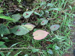 Image of Pleurothallis giraldoi Luer