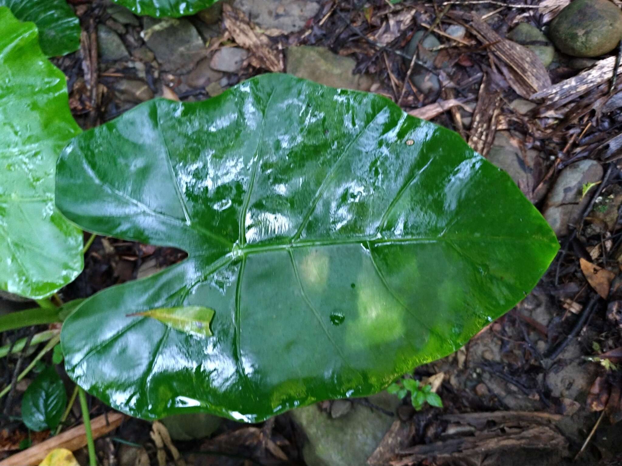 Alocasia odora (G. Lodd.) Spach resmi