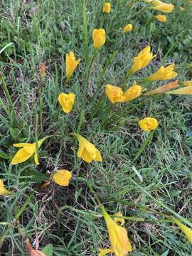 Image of citron zephyrlily