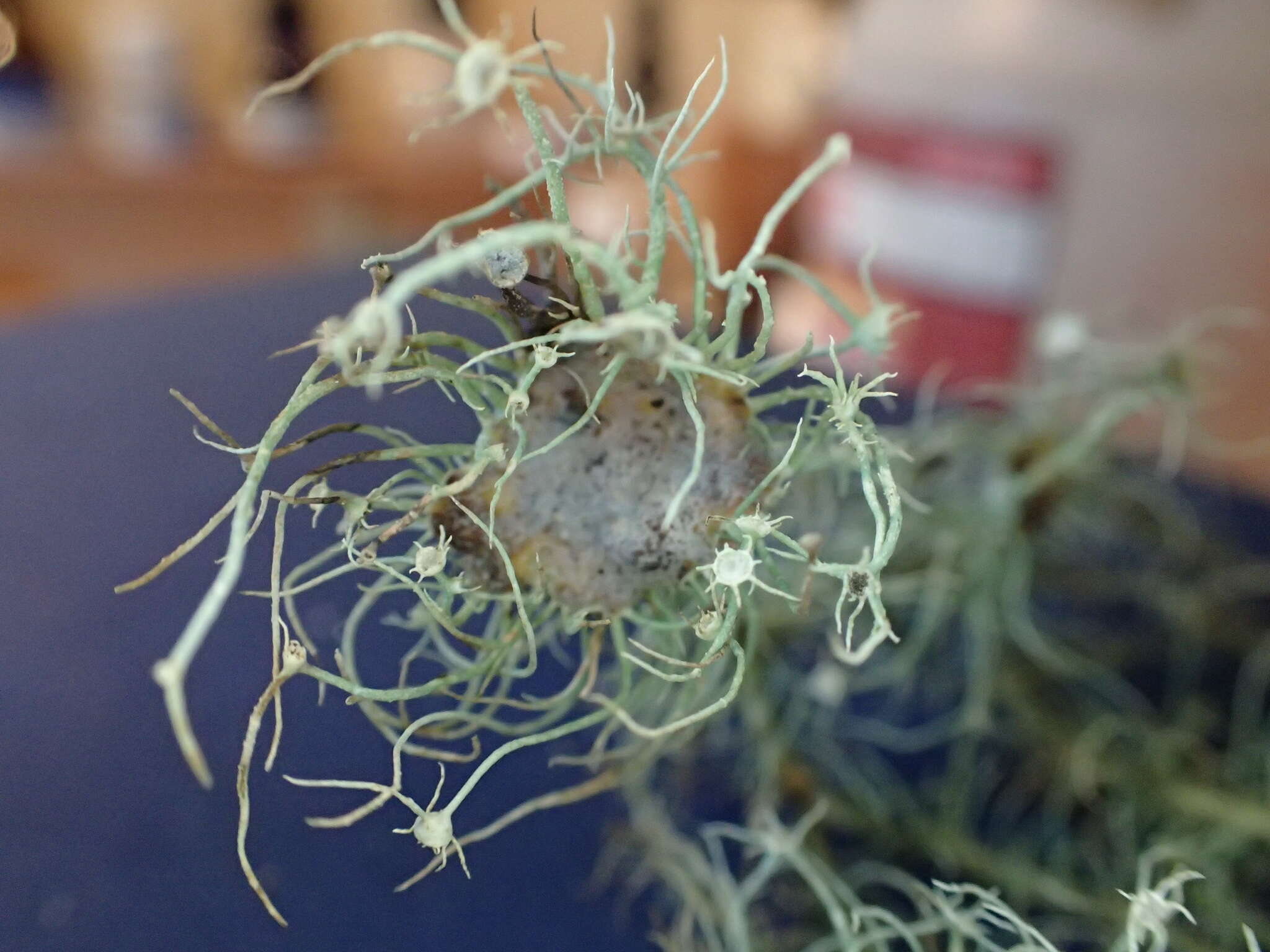 Image of Warty Beard Lichen