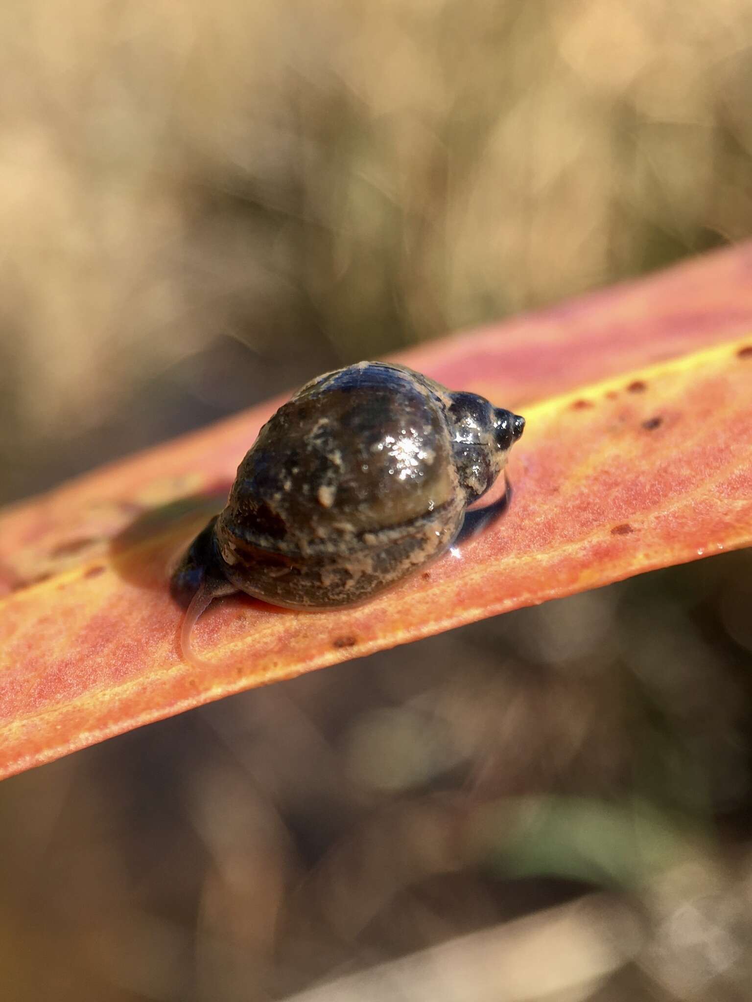 Imagem de Isidorella hainesii (Tryon 1866)