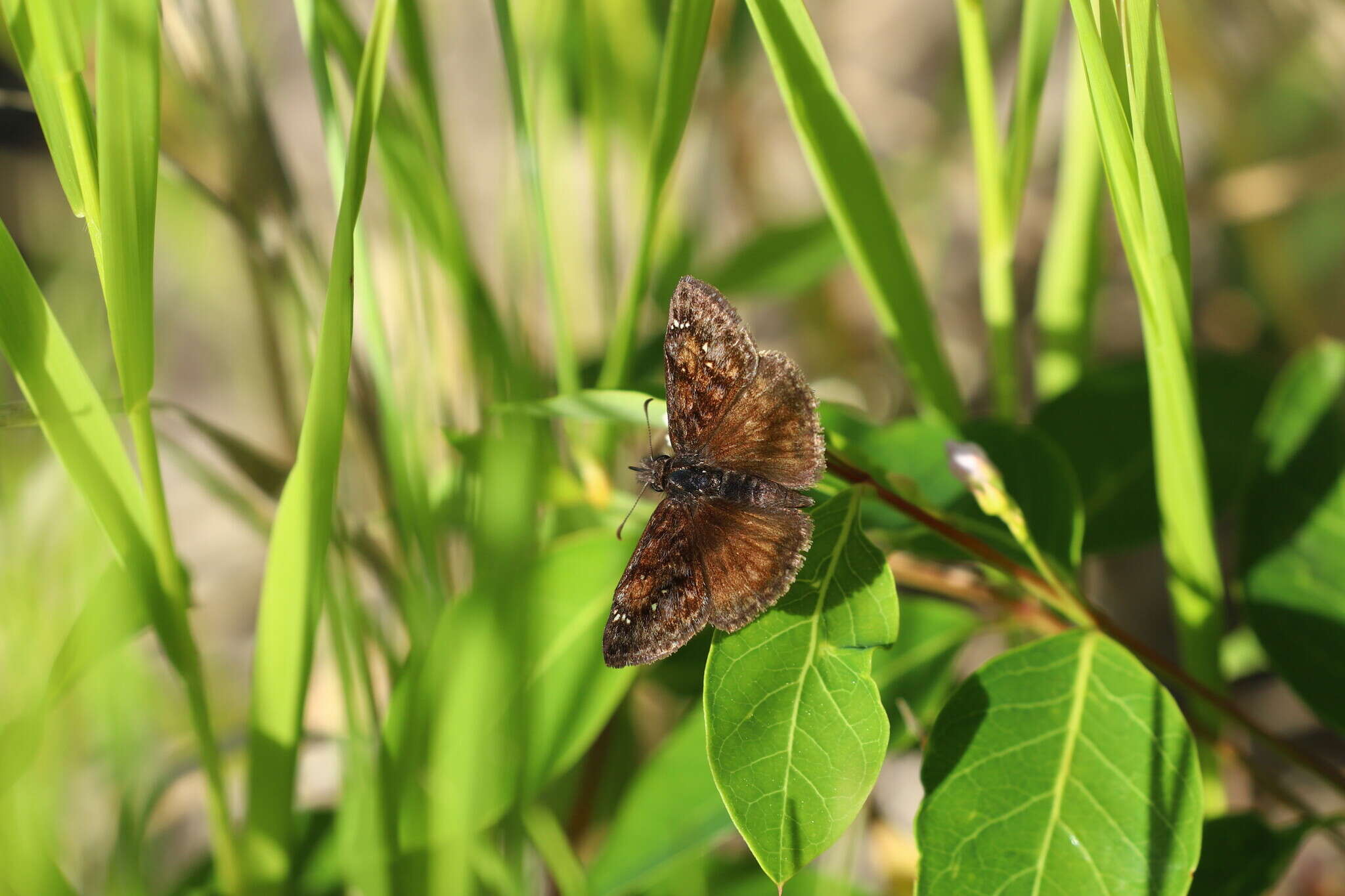 Image of Erynnis pacuvius Lintner 1878