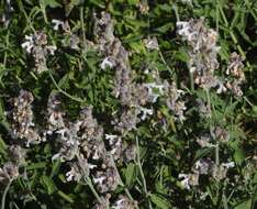 Image de Nepeta nepetella L.