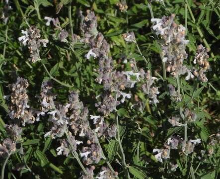 Image of Nepeta nepetella L.