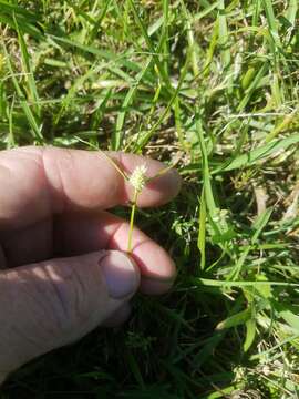 Image de Cyperus sesquiflorus subsp. sesquiflorus