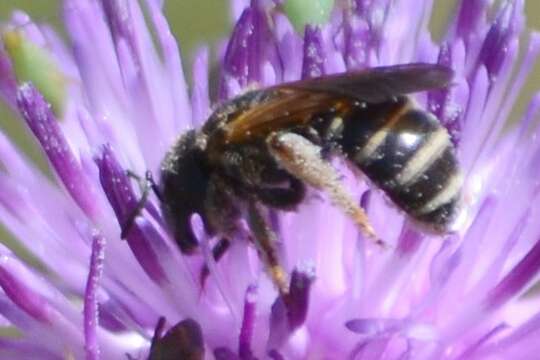 Image of Halictus farinosus Smith 1853