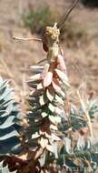 Euphorbia marschalliana Boiss. resmi