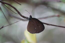 Image of Euploea tulliolus ledereri Felder 1860