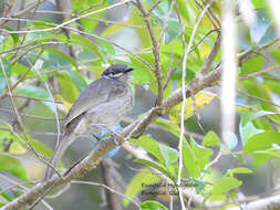 Image of Eungella Honeyeater