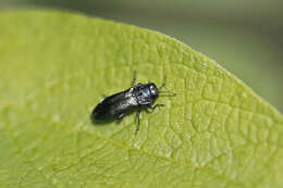 Image of Metallic wood-boring beetle