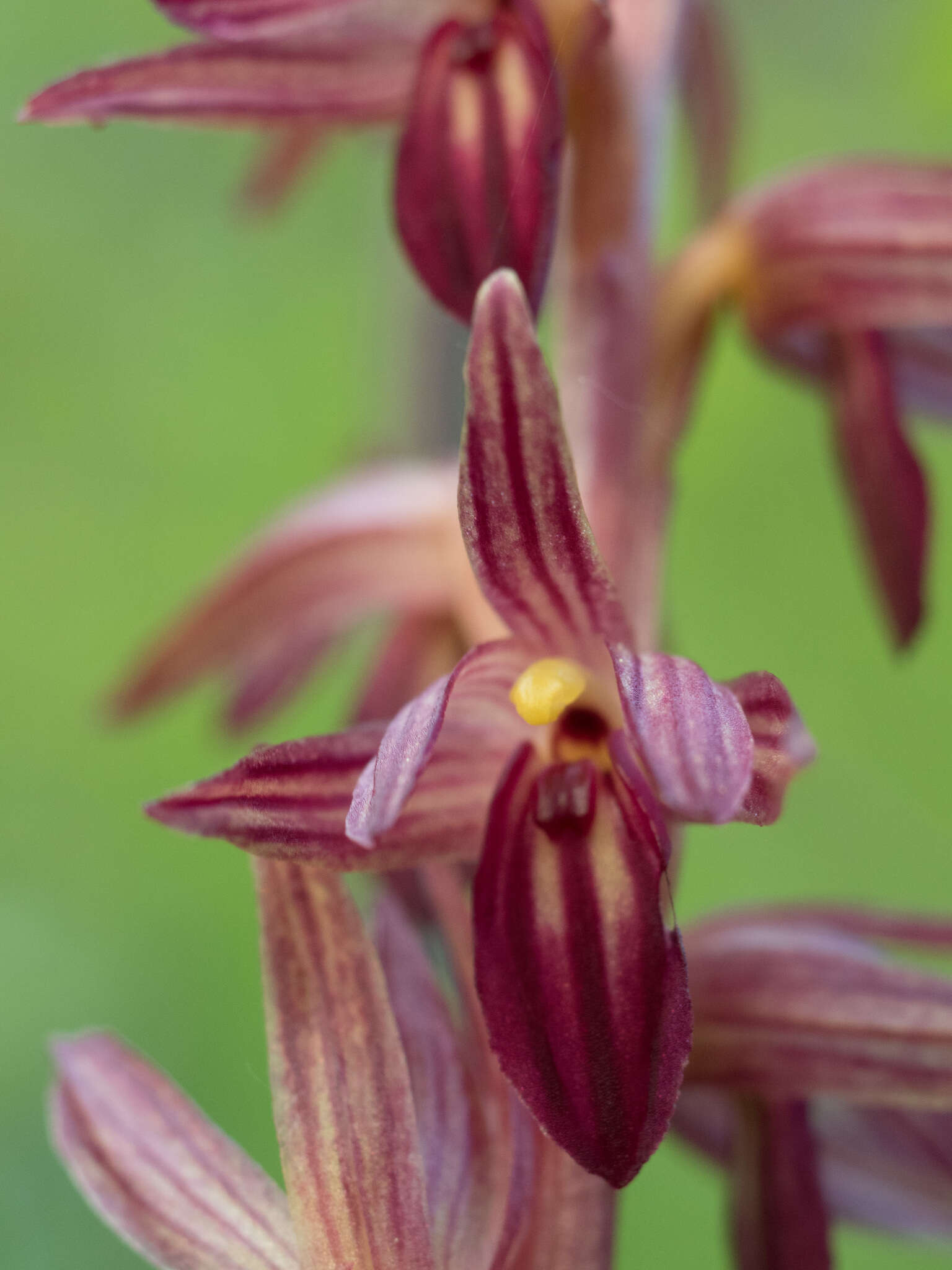 Image de Corallorhiza striata var. striata