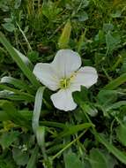 Imagem de Oenothera acaulis Cav.