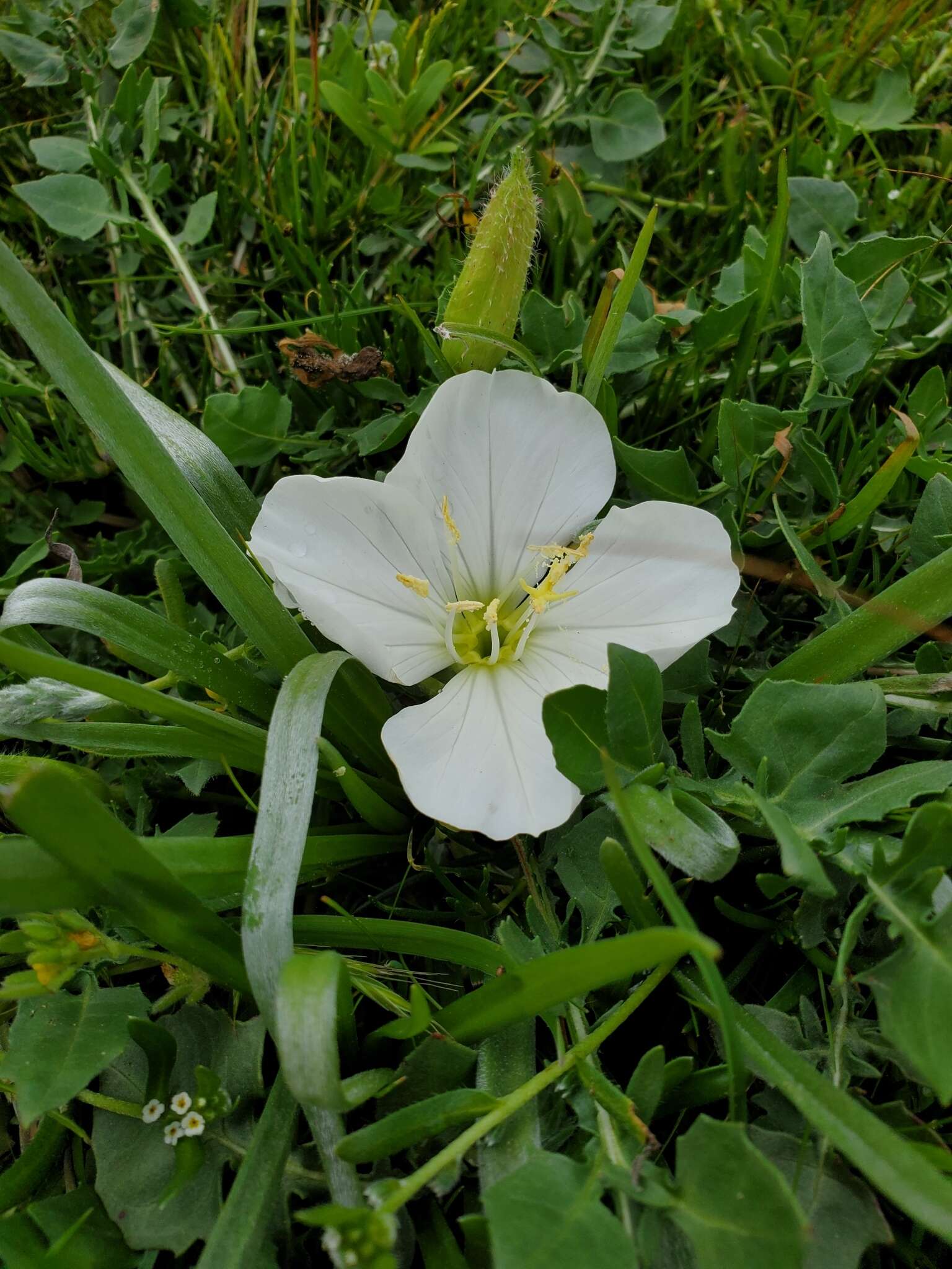 Слика од Oenothera acaulis Cav.