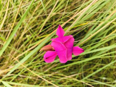 Image of Tephrosia bachmannii Harms