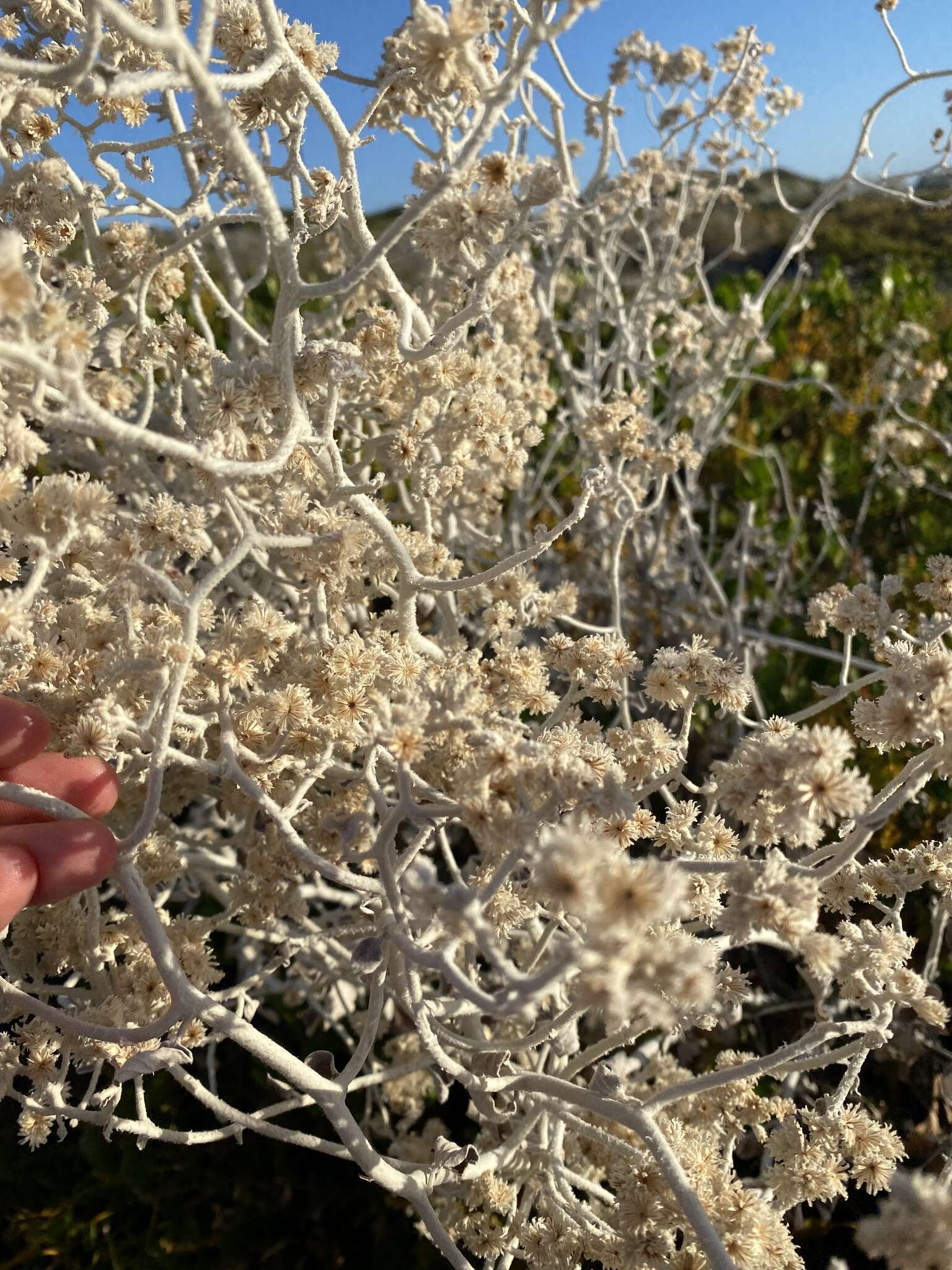 Image of Pithocarpa cordata (DC.) Schmidt-Leb. & R. L. Barrett