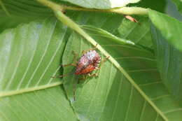 Image of <i>Planois gayi</i>