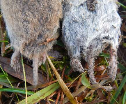 Microtus duodecimcostatus (Selys-Longchamps 1839) resmi