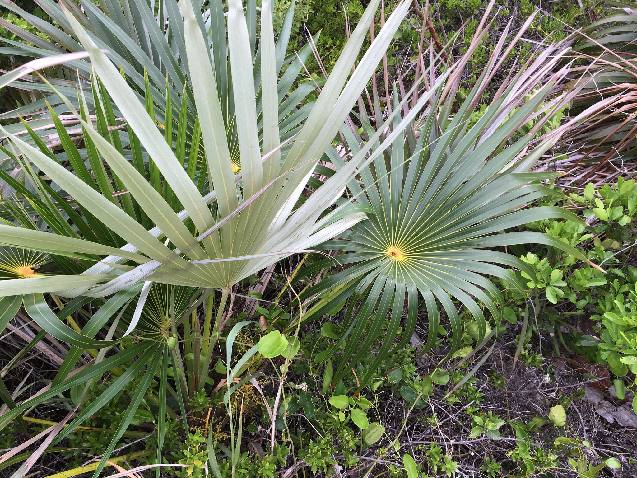 Image de Coccothrinax argentata (Jacq.) L. H. Bailey