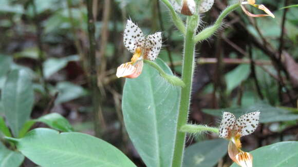 Image of Ponthieva maculata Lindl.