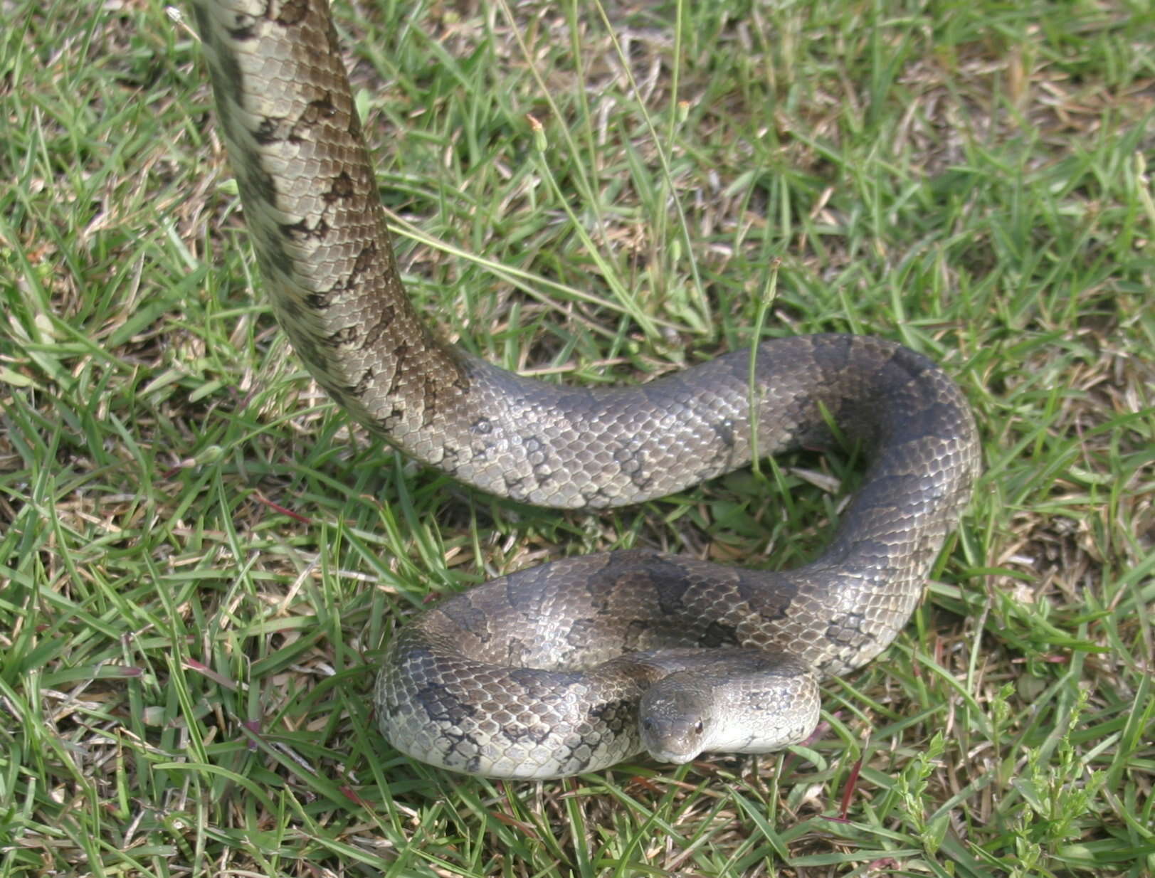 Image of Prairie Kingsnake