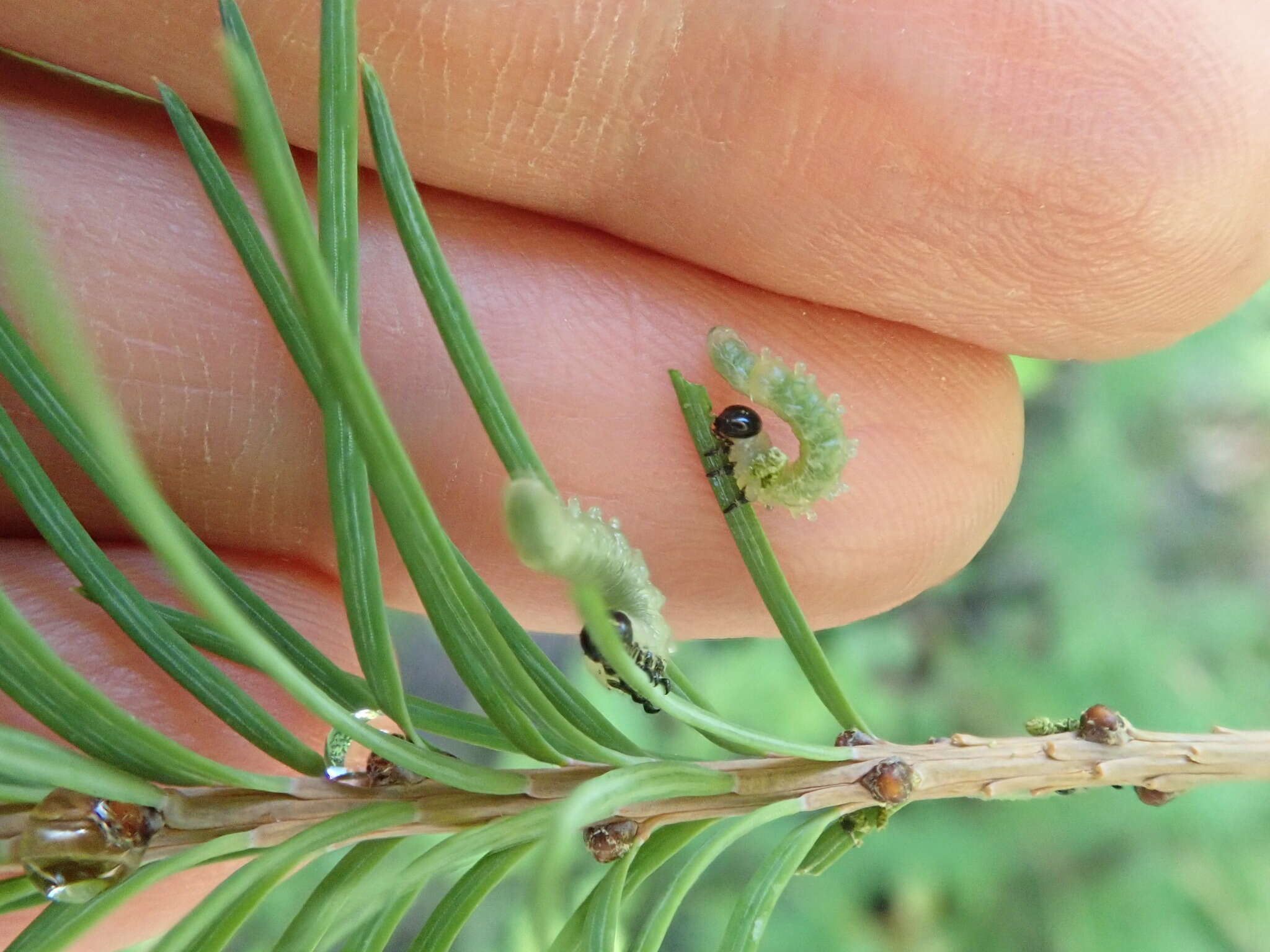 Image of Larch sawfly