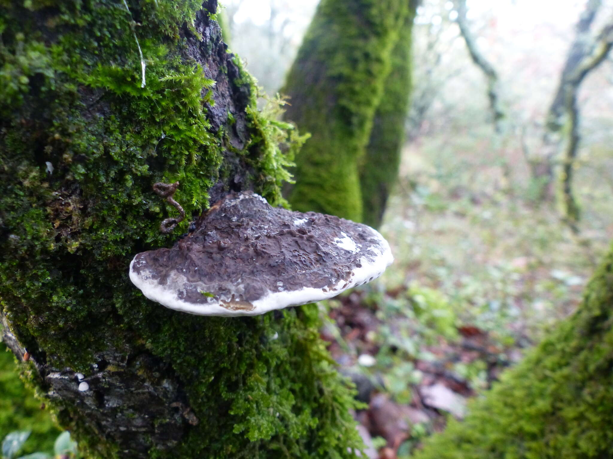 Image of Daedaleopsis nitida (Durieu & Mont.) Zmitr. & Malysheva 2013