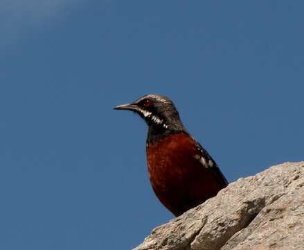 Image of Cape Rock-jumper