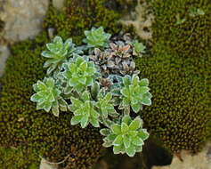 Image of Saxifraga marginata Sternb.