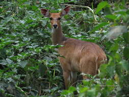 Imagem de Tragelaphus sylvaticus