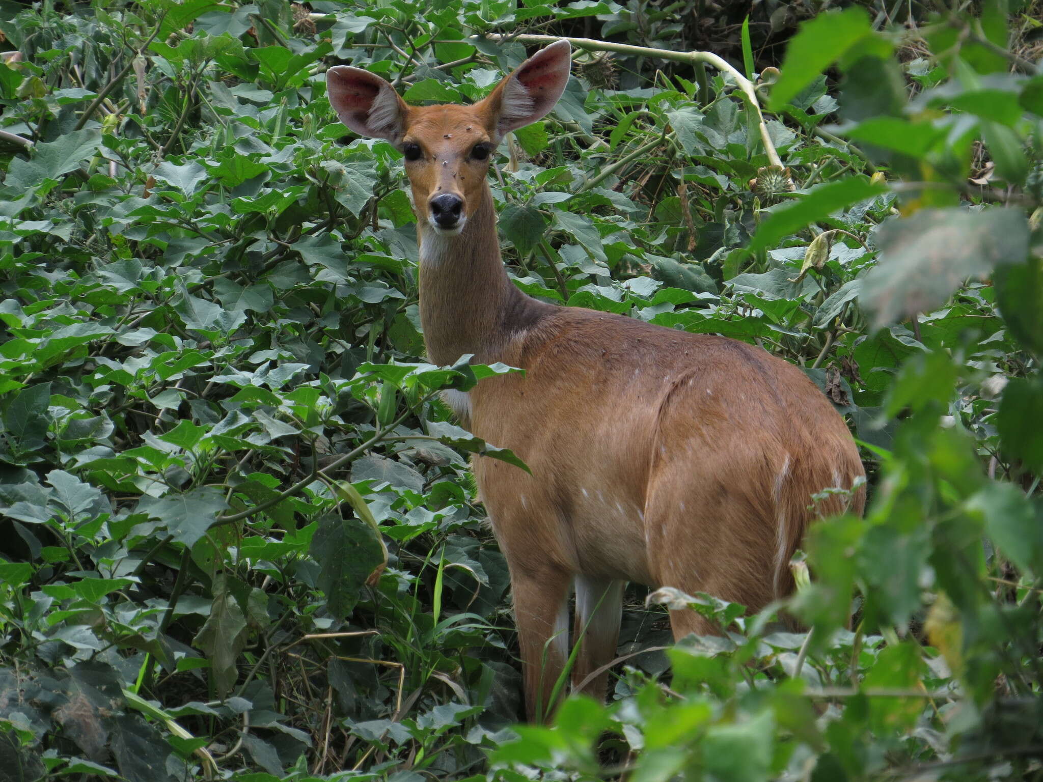 Imagem de Tragelaphus sylvaticus