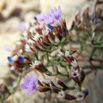 Imagem de Limonium cancellatum (Bertol.) O. Kuntze