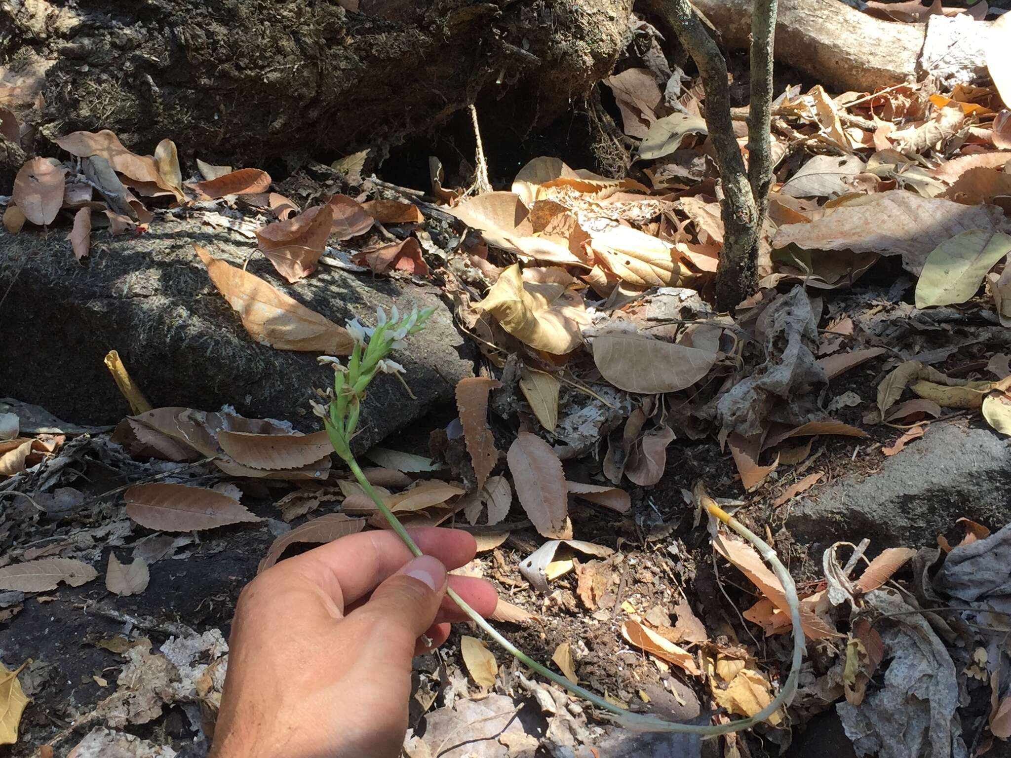 Imagem de Aulosepalum nelsonii (Greenm.) Garay