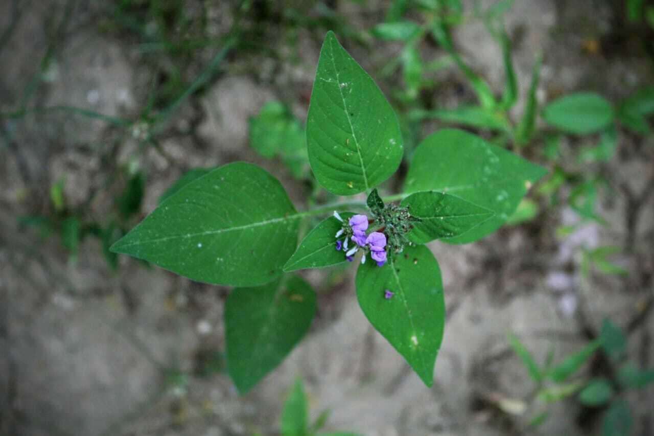 Image of Cuphea leptopoda Hemsl.